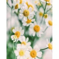 Альбом UFO alb. UFO 10x15x200 PP-46200 Сute Daisies