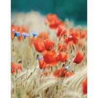 Альбом UFO alb. UFO 10x15x200 PP-46200 Poppies