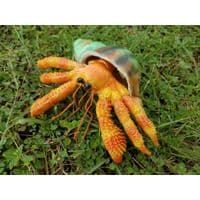 Фигурка Lanka Novelties Рак-отшельник оранжевый с ракушкой, 15 см (21658)
