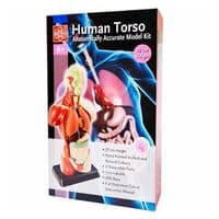 Набор для экспериментов EDU-Toys Анатомическая модель сборная 27 см (MK027)