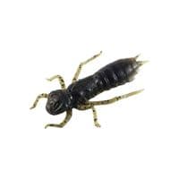 Силикон рыболовный FishUP Dragonfly 1.7" 043 - Watermelon Brown/Black (8шт/уп) (1864.04.93)